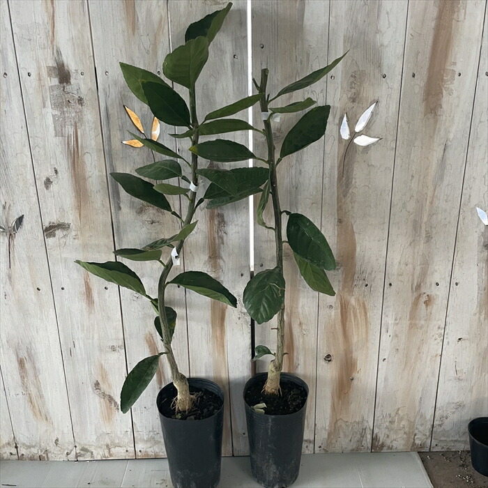 予約販売 レモン ラングプアライム 苗木 庭木 果樹苗 檸檬 13 5cmポット 柑橘