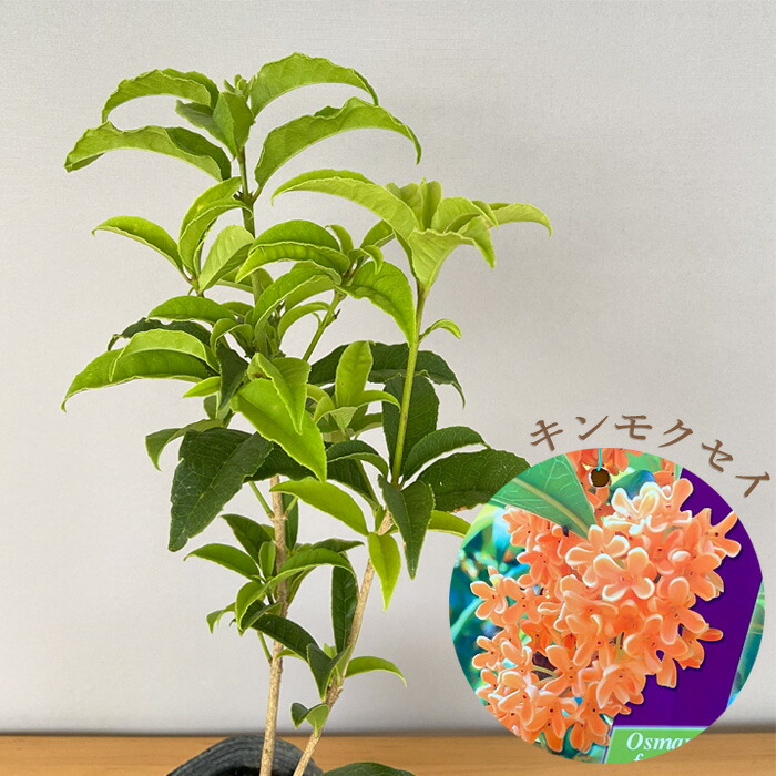 金木犀苗6本セット ジャンボさん専用出品 金木犀苗6本セット ジャンボさん専用出品