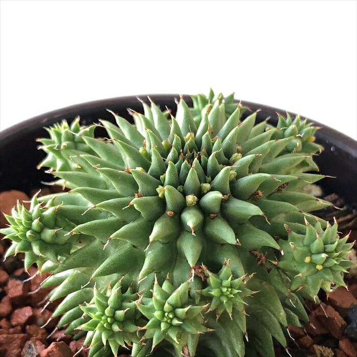 恵比寿笑い ブレビカウレ レウコキサンツム 実生 isla del pescado - Pachypodium brevicaule-恵比寿笑い