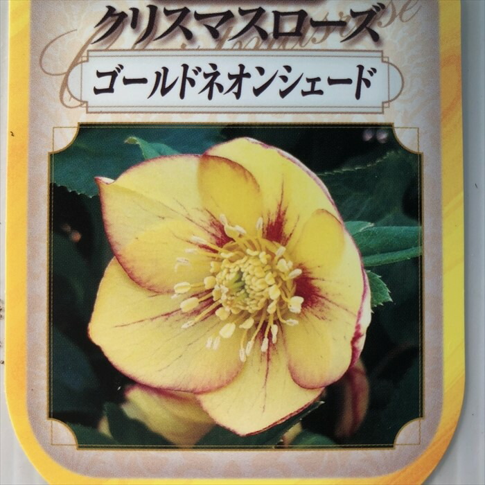 楽天市場】クリスマスローズ苗 ネオン系ダブル 10.5cmポット 曽田園芸