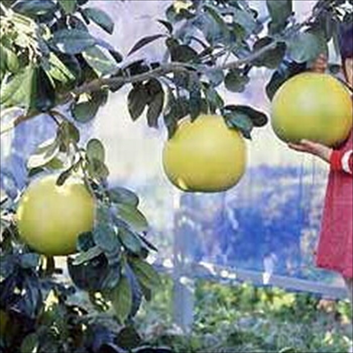 国内最安値に挑戦 予約販売ザボン 晩白柚 バンペイユ 13 5cmポット 苗木 庭木 柑橘 果樹苗 Mri 10月下旬以降発送