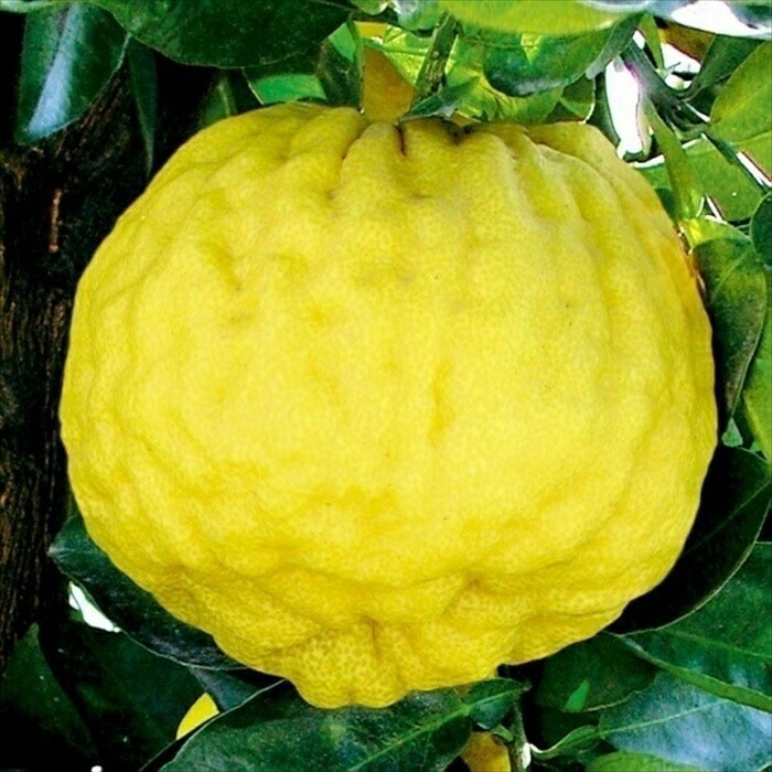 豊富な品 予約販売獅子柚子 13 5cmポット シシユズ 苗木 庭木 柑橘 果樹苗 香酸柑橘 Mri 10月下旬以降発送