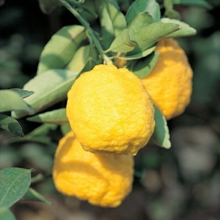 正規逆輸入品 予約販売花柚子 13 5cmポット 花ゆず 苗木 庭木 柑橘 果樹苗 香酸柑橘 Mri 10月下旬以降発送