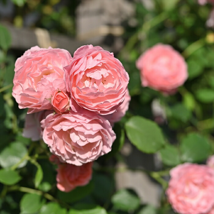 楽天市場】予約販売 バラ 苗 バラ 新苗 ドリュ ピンク ビンテージ 品種