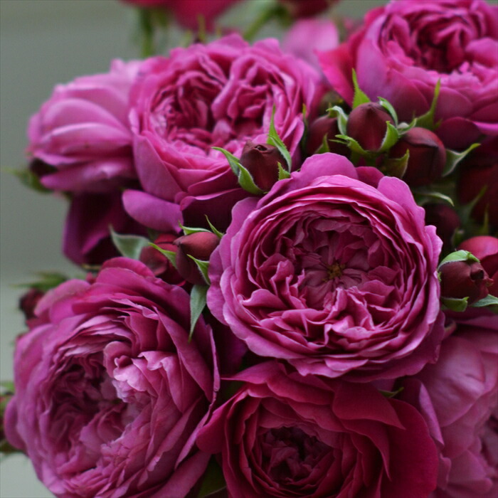 楽天市場】予約販売 バラ 苗 バラ 新苗 ロサ オリエンティス