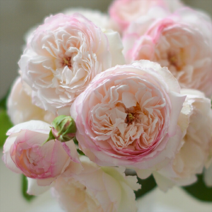 楽天市場】【2026年 早期予約】送料無料【サボン 新苗4号鉢】鉢植え