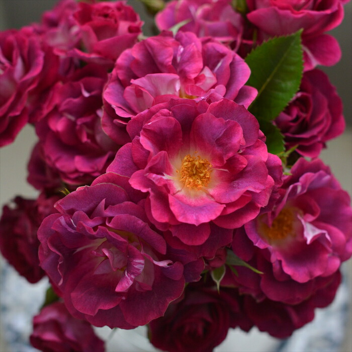 楽天市場】予約販売 バラ 苗 バラ 新苗 ロサ オリエンティス