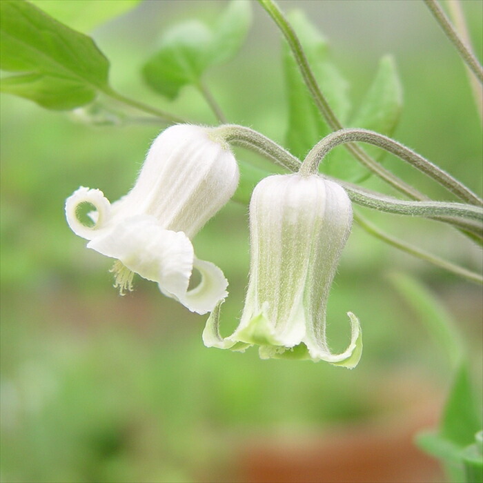 楽天市場】予約販売 クレマチス 苗 チェリーボンボン ヴィオルナ系