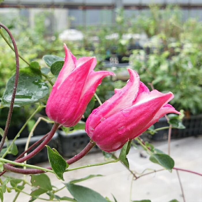 楽天市場】予約販売 クレマチス 苗 ジルバ ヴィオルナ系 杉本