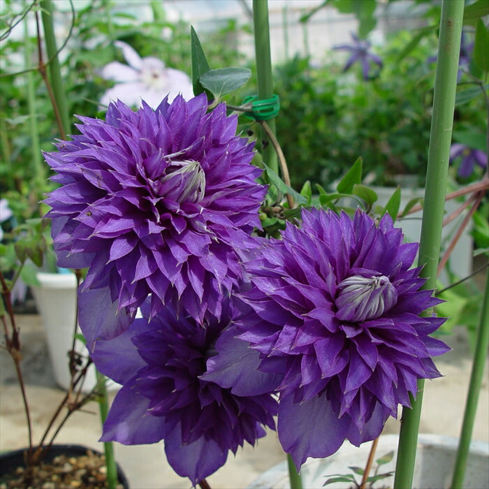 クレマチス　確認用 クレマチス確認用