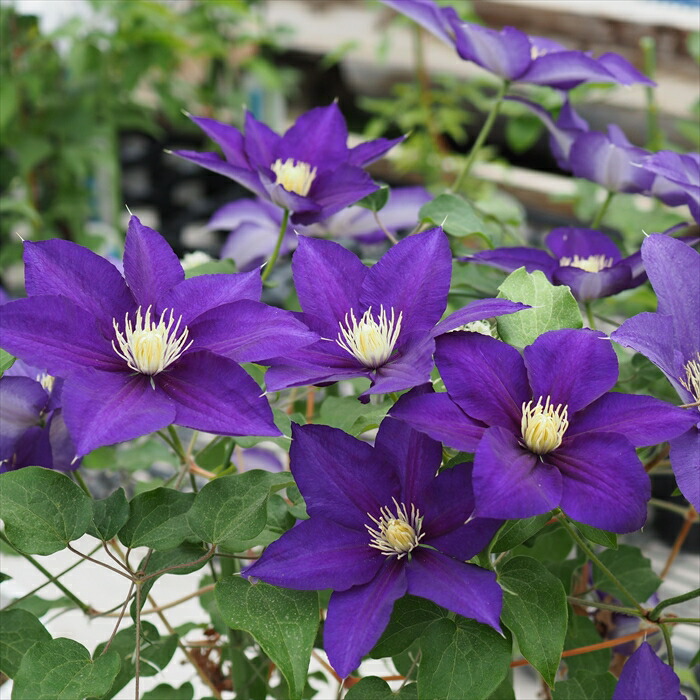 楽天市場】予約販売 クレマチス 苗 朱鳥（あかみとり） ビチセラ系