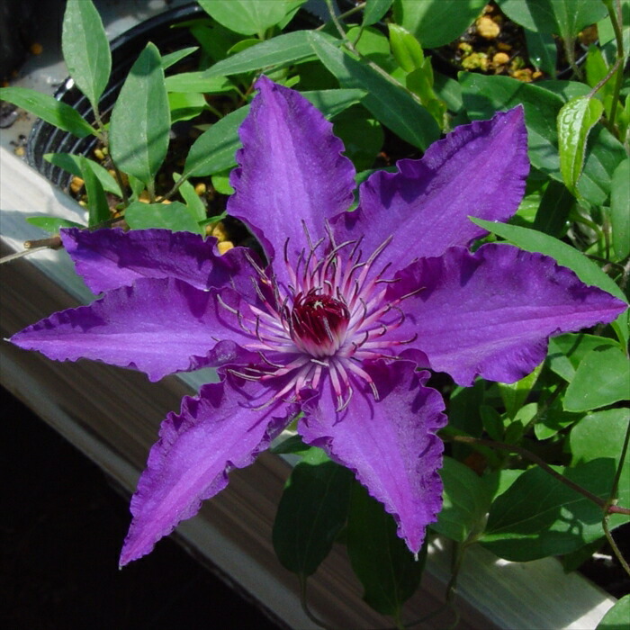 クレマチス２苗セット Amazon.co.jp: クレマチス 苗 セット 2種2株 / 国華園 24年秋商品