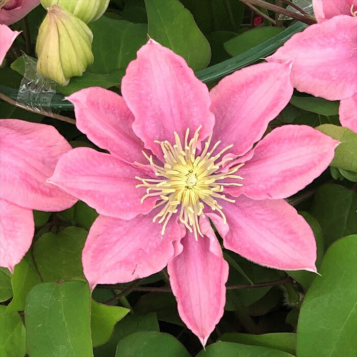 楽天市場】予約販売 クレマチス 苗 チェリーカクテル 品種登録出願中