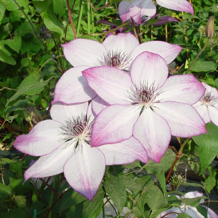 楽天市場】予約販売 クレマチス 苗 チェリーカクテル 品種登録出願中