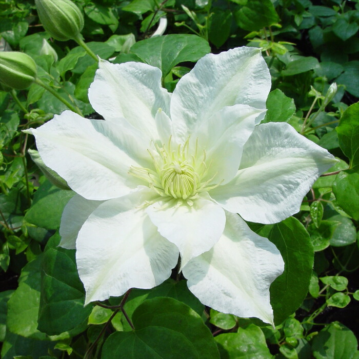 三*子様 クレマチス　苗　⑧ 楽天市場】予約販売 クレマチス 苗 サニーサイド ビチセラ系 落合さん