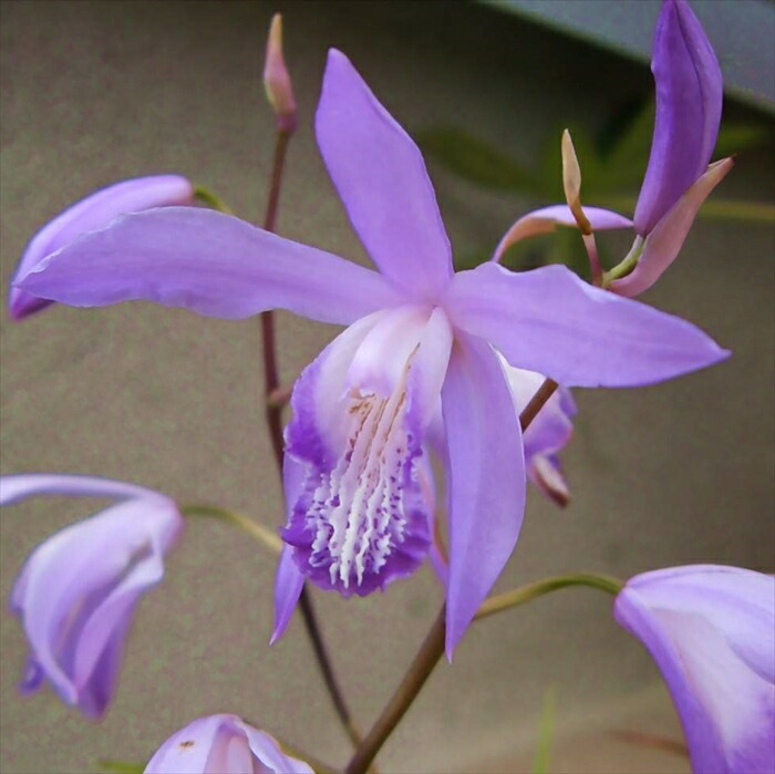 楽天市場】シラン 苗 紫蘭 紫花 9cmポット 多年草 ガーデニング 花苗