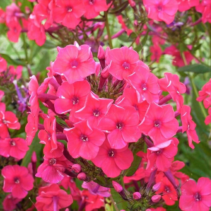 楽天市場】予約販売 宿根フロックス 苗 ダニエラ 9cmポット 多年草