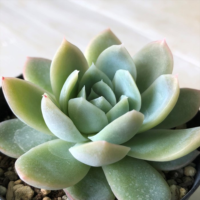 楽天市場】多肉植物 skエケベリア アンストーン 多肉植物