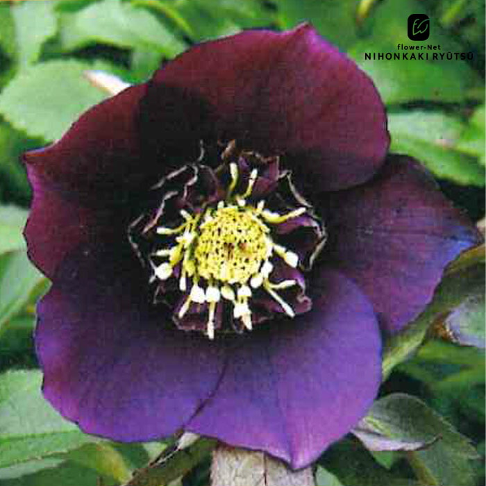 楽天市場】クリスマスローズ苗 セミダブル レッド 杉山交配 9cmポット