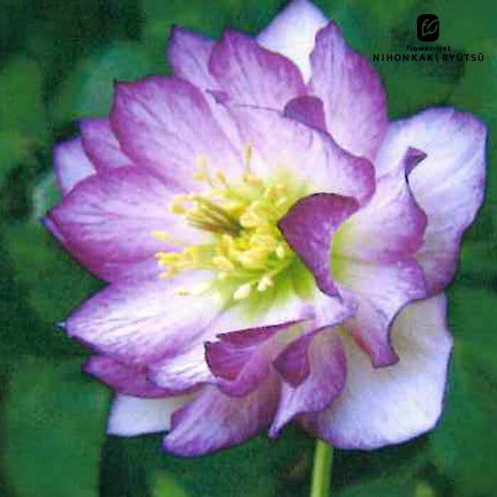 楽天市場】クリスマスローズ ピンクニゲル 広瀬園芸さん 4.5号鉢 送料