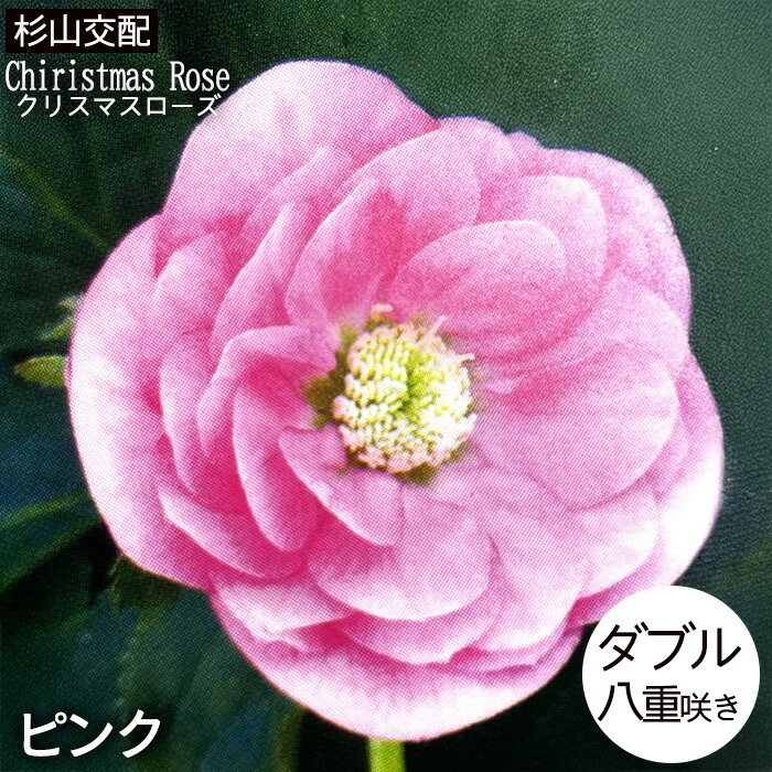 楽天市場】クリスマスローズ苗 ダブル ピンクブロッチ 杉山交配 9cm