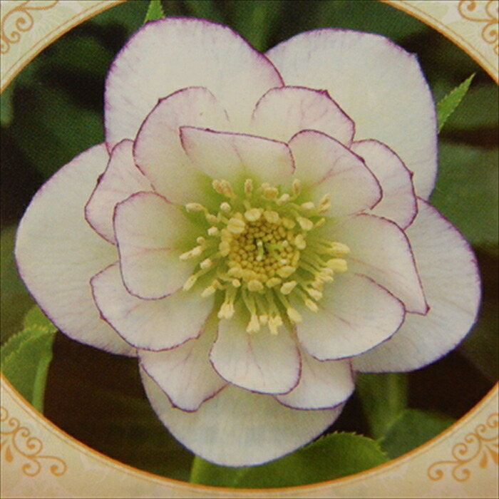 楽天市場】クリスマスローズ苗 開花見込大株 ダブルピンクブロッチ