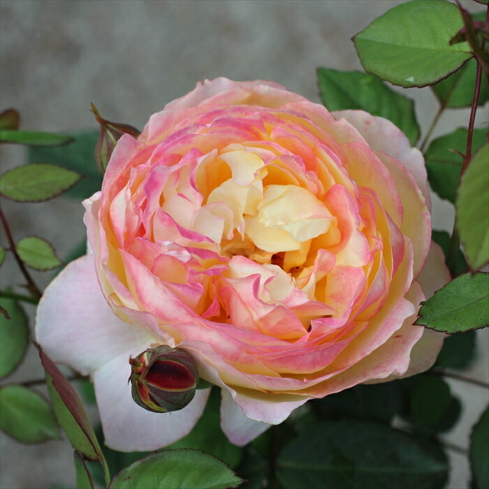 楽天市場】予約販売 バラ 苗 バラ 新苗 禅ローズ 真宙（まそら） 薔薇