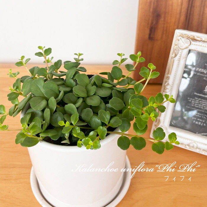 楽天市場】多肉植物 seクラッスラ ネモロサ 多肉植物 クラッスラ 7.5cm