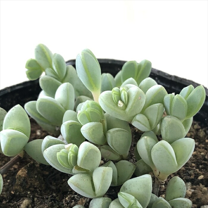 楽天市場】【楽天スーパーセール P5倍】 多肉植物 seオロスタキス