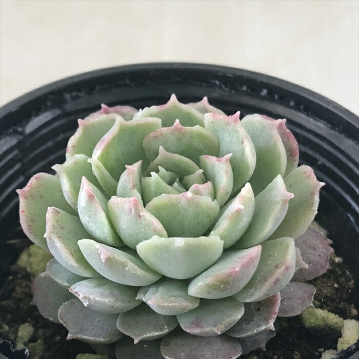 楽天市場】多肉植物 hmエケベリア みわくの月(魅惑の月)多肉植物