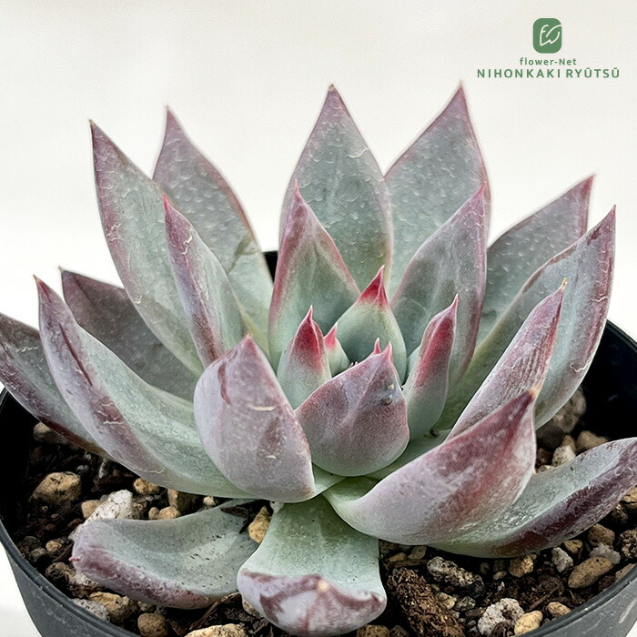 ご確認用　多肉センペルビウム 楽天市場】多肉植物 sfセンペルビウム ニコ 7.5cmポット