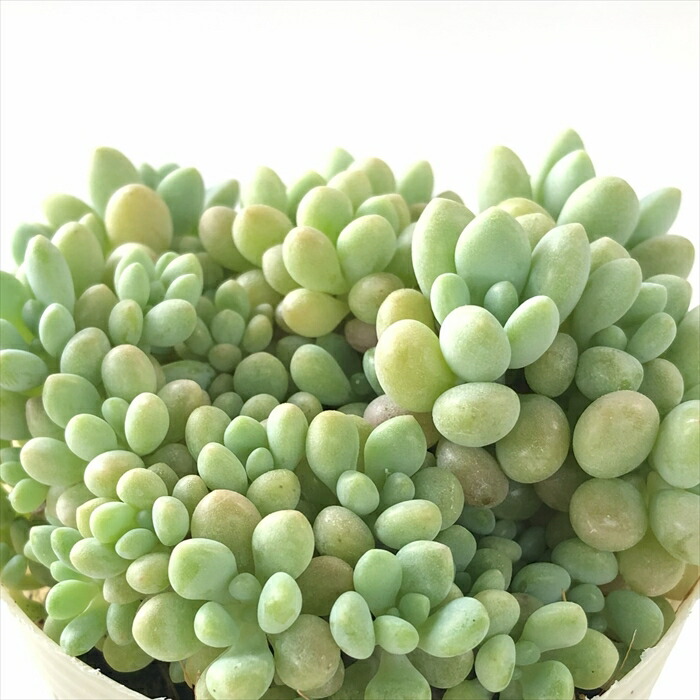 hanako3　　スプリングワンダー×銀天女❁⃘*. 楽天市場】多肉植物 サボテンTAROグラプトベリア 銀天女×スプリング