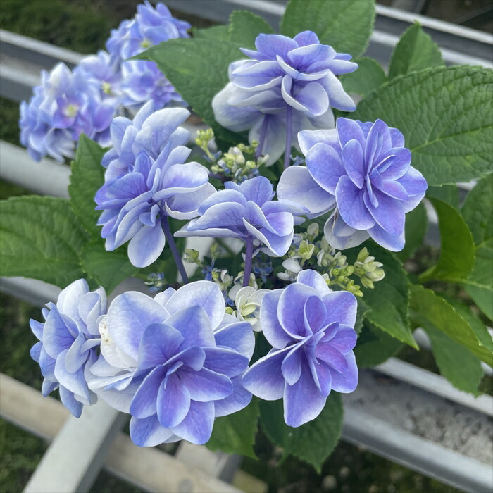レモンパイ 紫陽花『深海の色』薔薇咲きジャスミン♪ 紫陽花・深海の色。2020年6月24日撮影「庭の記憶2020」の