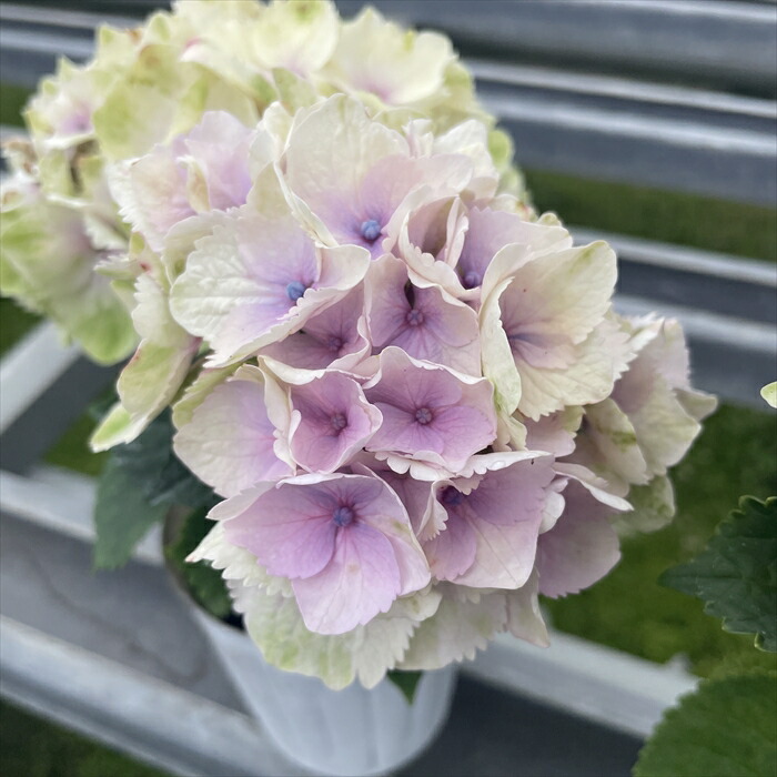 あじさい アジサイ フェザー 5寸鉢 | 鉢花・花苗 | 橋本種苗園オンライン