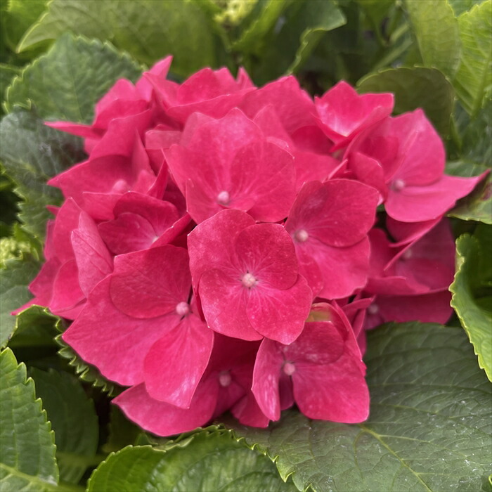 美空 限定MD 紫陽花の咲く道 最新な 紫陽花の咲く道｜ま➖ 邦楽 - 邦楽