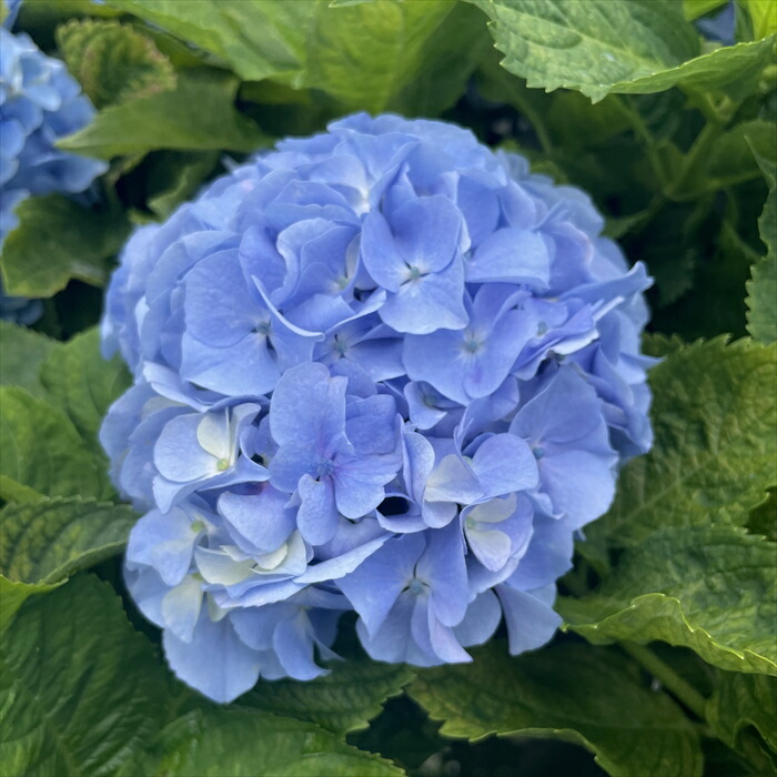紫陽花苗 71bG-xzMxbL._UF350,350_QL50_.jpg
