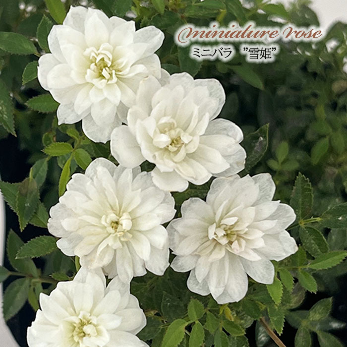日本花キ流通 予約販売 ミニバラ ミサキ 3号ポット バラ 薔薇