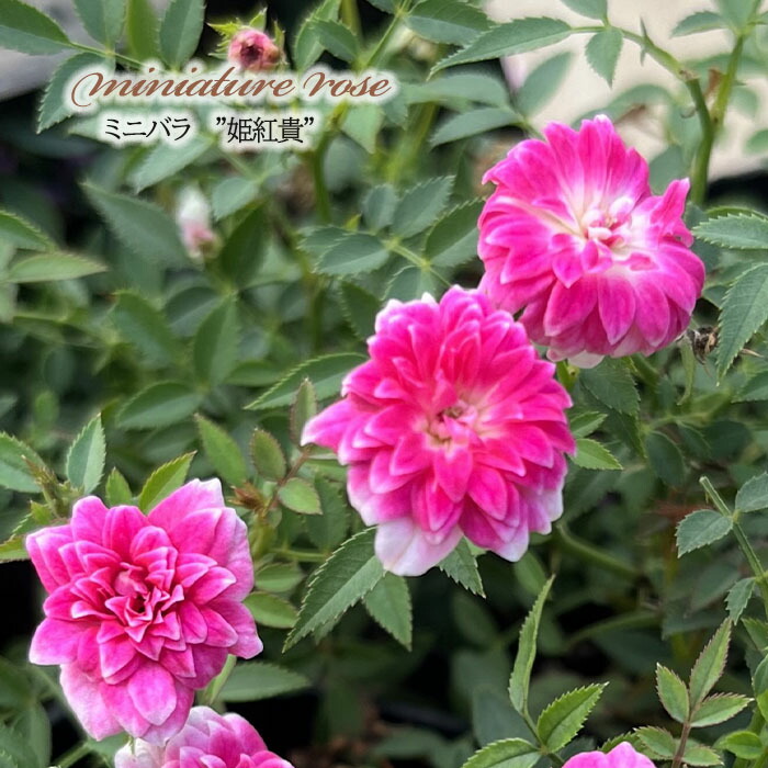 日本花キ流通 予約販売 ミニバラ ミサキ 3号ポット バラ 薔薇