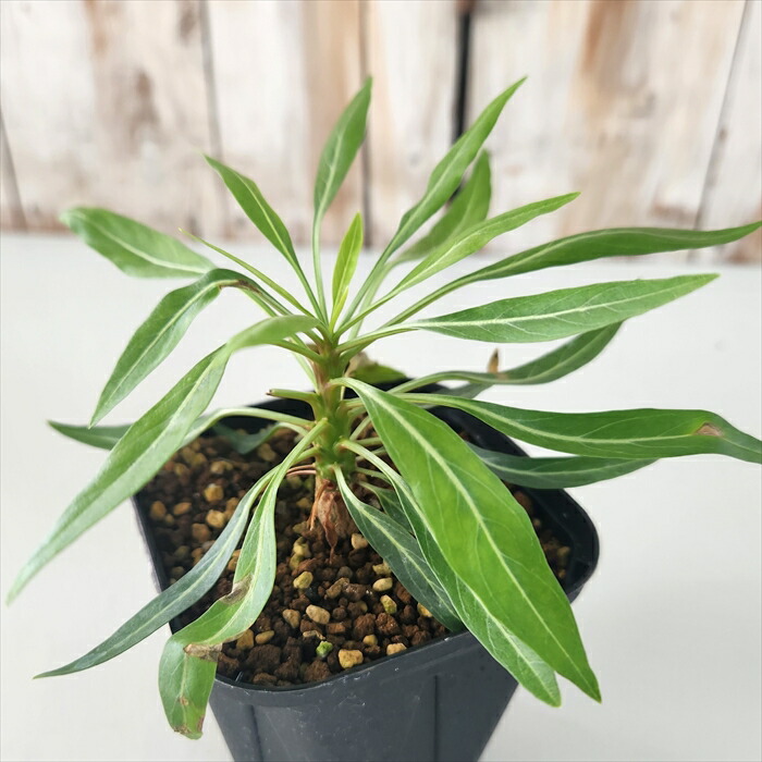 奇想天外　ウェルウィッチア　観葉植物 ウェルウィッチア ミラビリス 奇想天外 | PROTOLEAF プロトリーフ