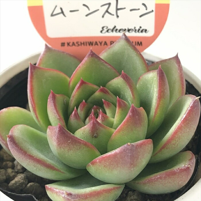 楽天市場】多肉植物 エケベリア 群月花 7.5cmポット 柏屋商店さん 観葉