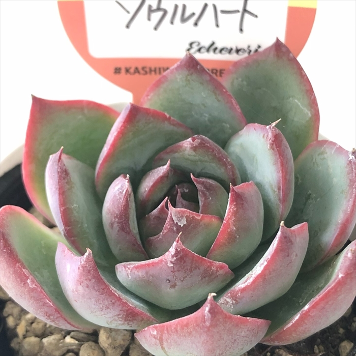 楽天市場】多肉植物 kswエケベリア トスカーナ 柏屋商店さん苗