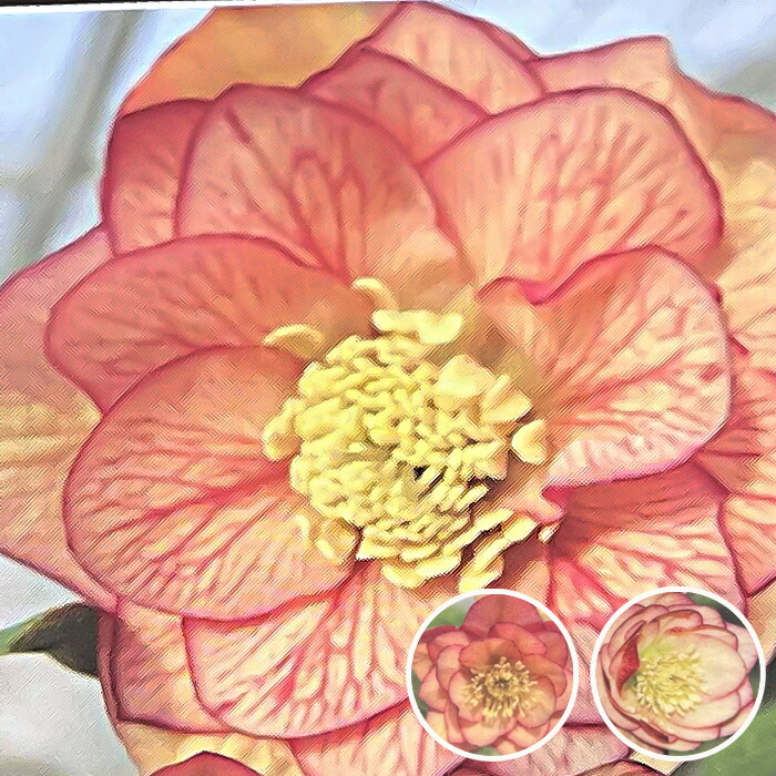 ★　クーコ様　クリスマスローズ　アプリコット系　現状確認用　★ クリスマスローズ 確認用 ☆ クーコ様 クリスマスローズ アプリコット