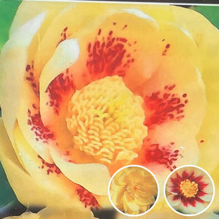 楽天市場】クリスマスローズ 広瀬園芸 ソレイユ ダブル 0213-006 現品