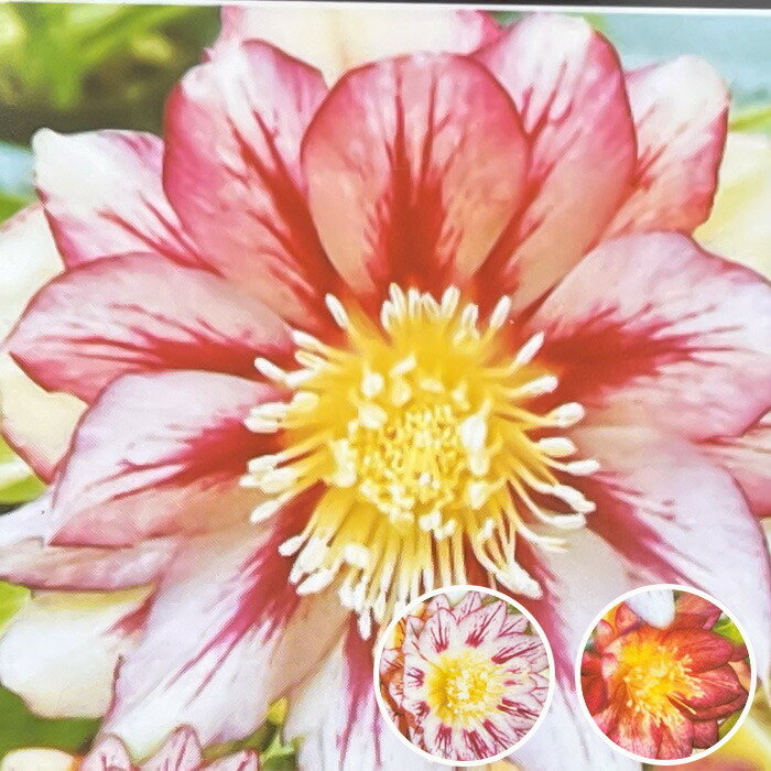 楽天市場】予約販売 ダリア 苗 銅葉ぷちダリア ピュアリップ 10.5cm