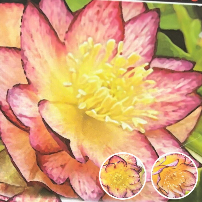 楽天市場】クリスマスローズ苗 ネオン系ダブル 10.5cmポット 曽田園芸