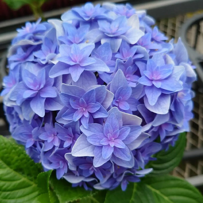 『弾む紫陽花』 失敗した紫陽花は切り取りミニ額に入れてみる。これはこれでいい