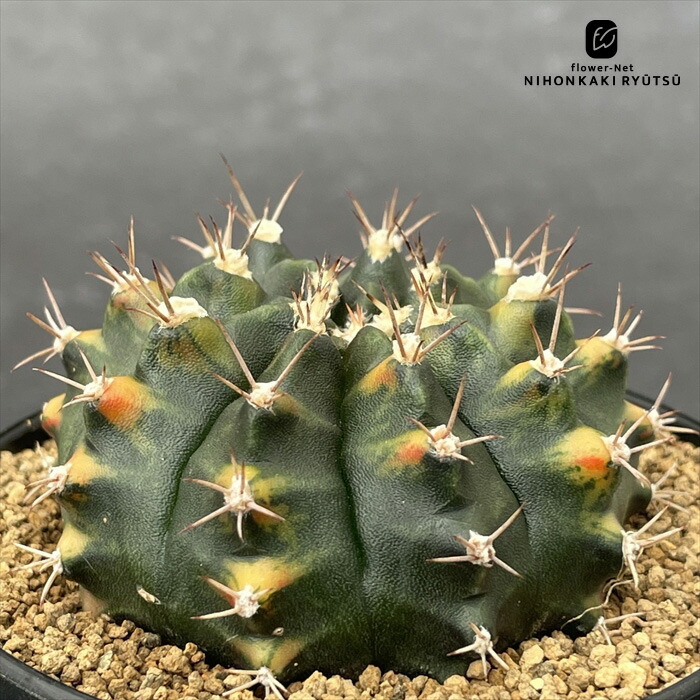 楽天市場】caサボテン ペレキフォラ 銀牡丹 実生 送料無料 サボテン