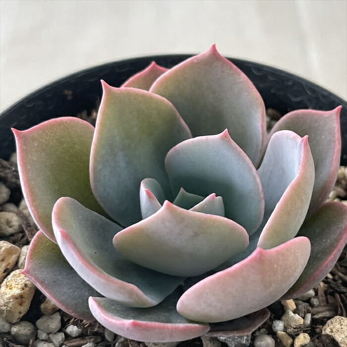 楽天市場】多肉植物 skエケベリア シャンティーグリーン 多肉植物