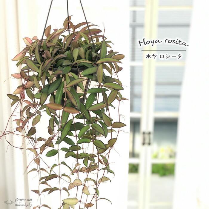 ホヤ　hoya ロザリオオレンジ　3号　吊り鉢　① ホヤ hoya ロザリオオレンジ ② 3号 吊り鉢 - メルカリ