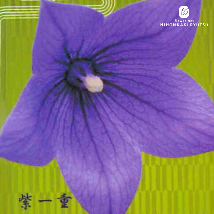 楽天市場】予約販売 キキョウ 苗 紫絞り 一重咲き 9cmポット ガーデン